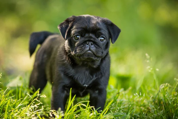 Leuke Zwarte Pug Puppy Lopen Outdor Zomer Gras — Stockfoto
