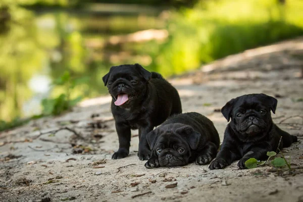 Pack Tres Cachorros Negros Lindos Acostados Aire Libre Verano — Foto de Stock