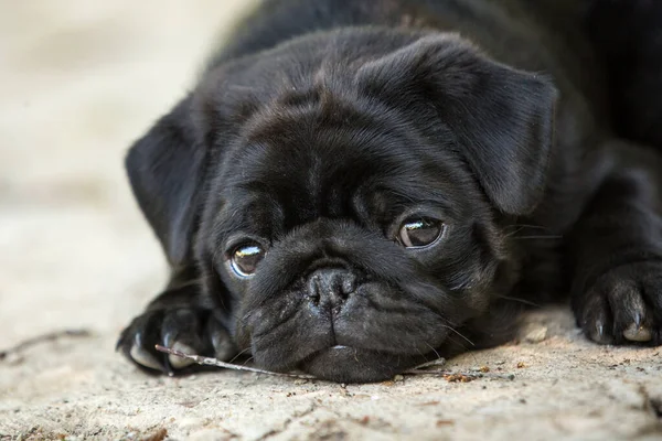 Black Pretty Pug Puppy Lying Outdoor Summer Big Sad Eyes — Stock Photo, Image