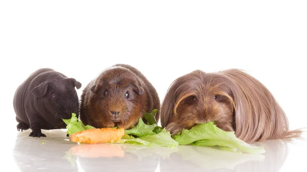 Guinea pigs group of different breed together on white isolated background