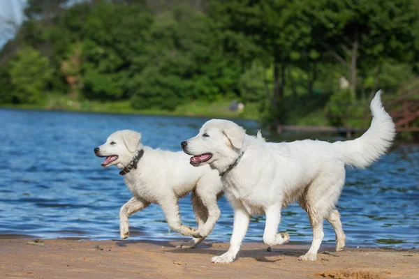 Maremmano Abruzzese Perro Pastor Adulto Con Cachorro Aire Libre Naturaleza — Foto de Stock