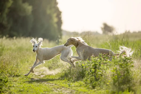 Dois Cães Saluki Sighthound Grama Verde — Fotografia de Stock