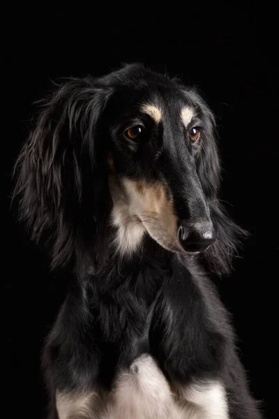Saluki Cão Persa Sighthound Fundo Preto Isolado — Fotografia de Stock