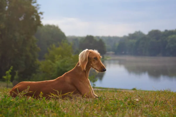 Saluki Sighthound Čistokrevný Pes — Stock fotografie