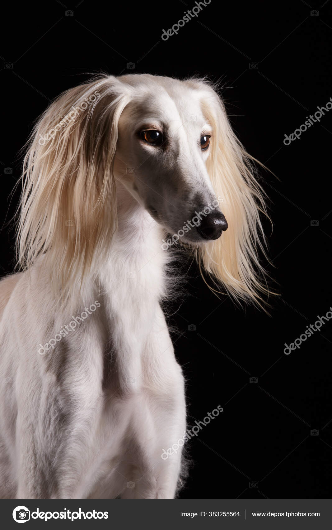 Borzoi Saluki Fawn Saluki Saluki Persian Hound Breed Information