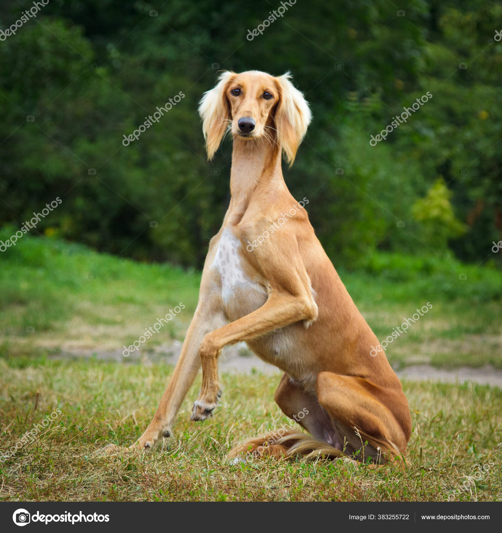 Long Hair Saluki Dog Breed Cross Sloughi Dog Saluki Long Hair Top
