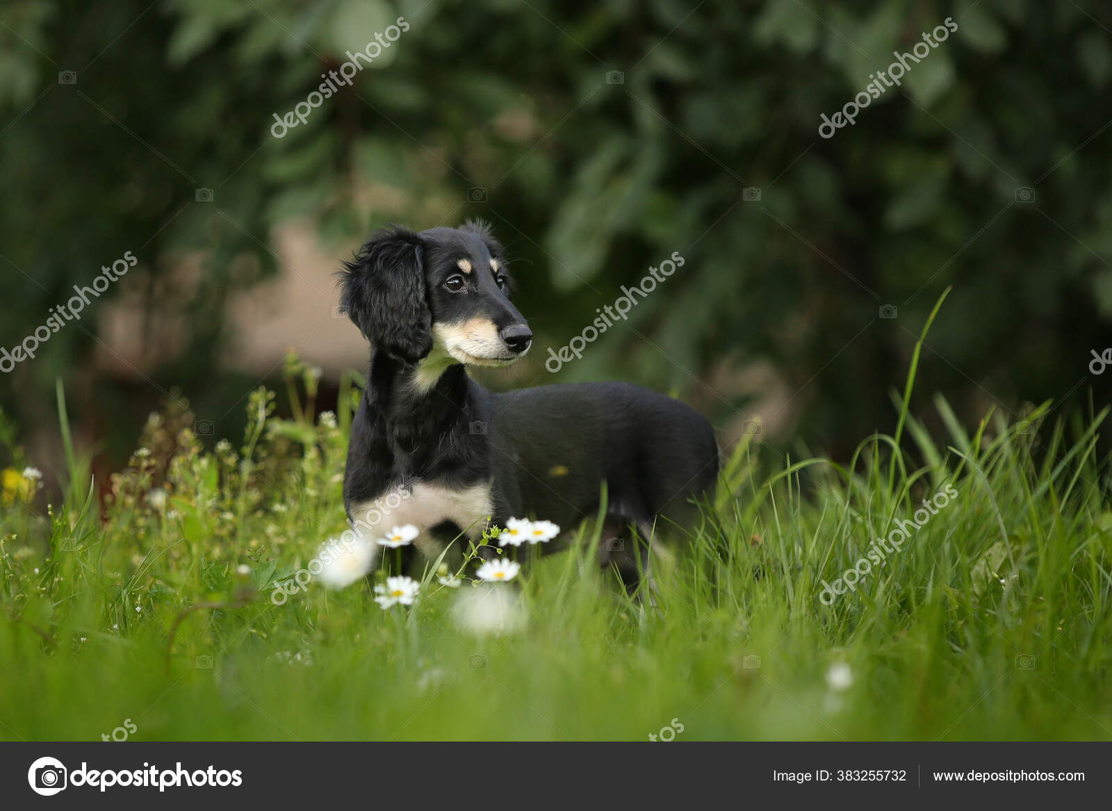 Saluki Black Tan Persian Sighthound Puppy Outdoor Summer — Stock