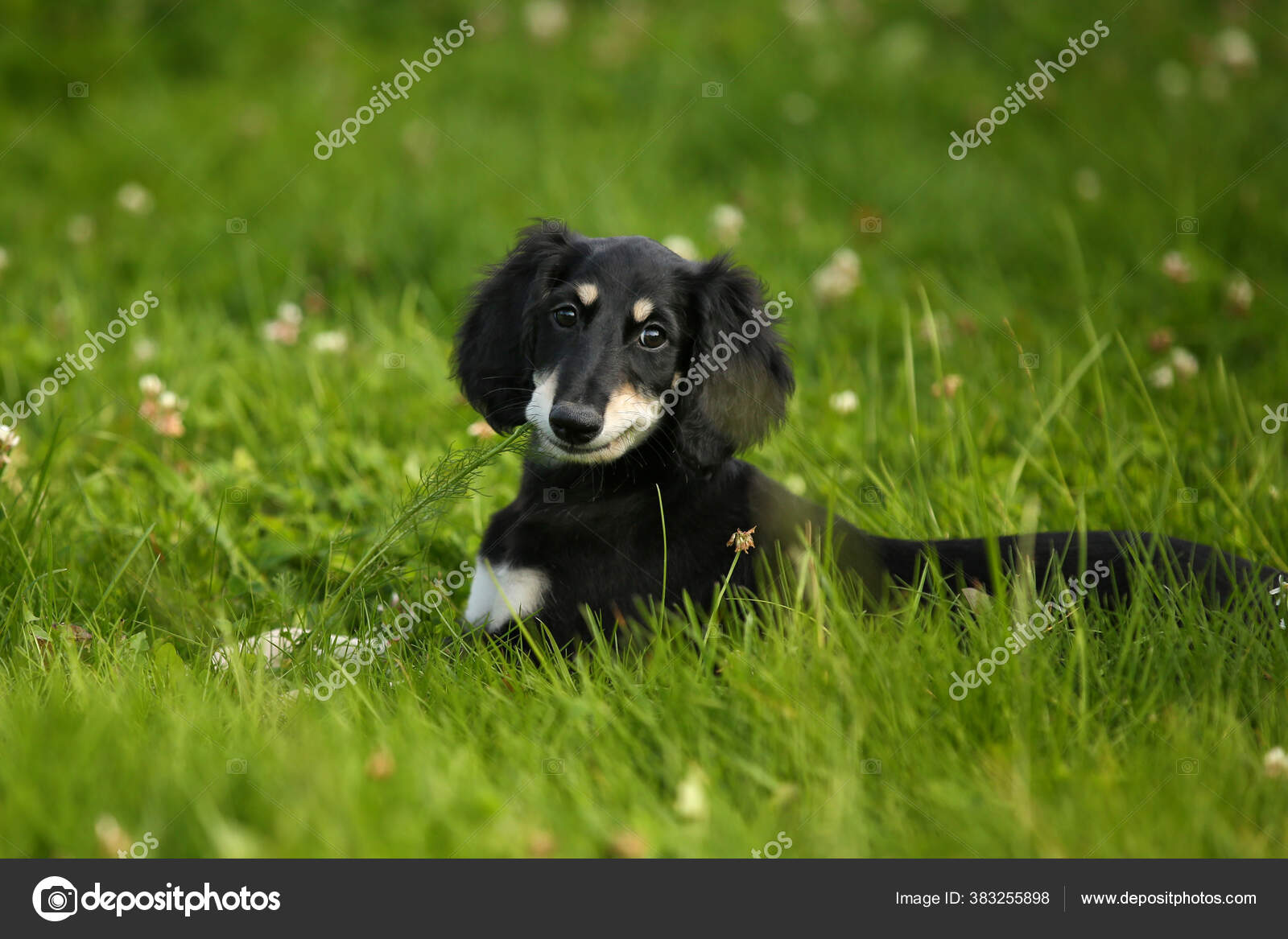 Sweet Smiling Puppy Saluki Black Tan Persian Sighthound Outdoor