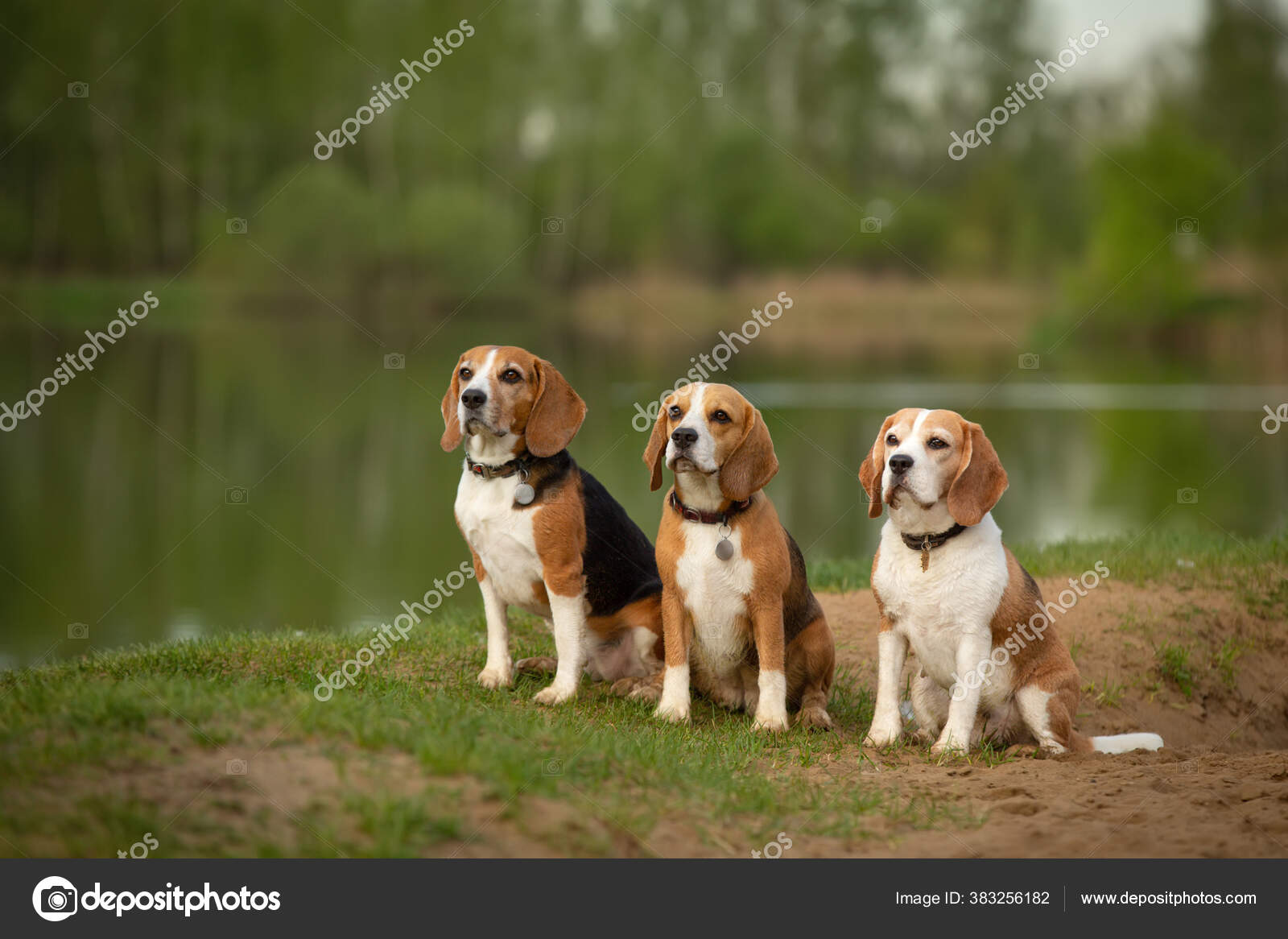 Beagle Dogs Group Three Outdoor Summer Landscape — Stock Photo