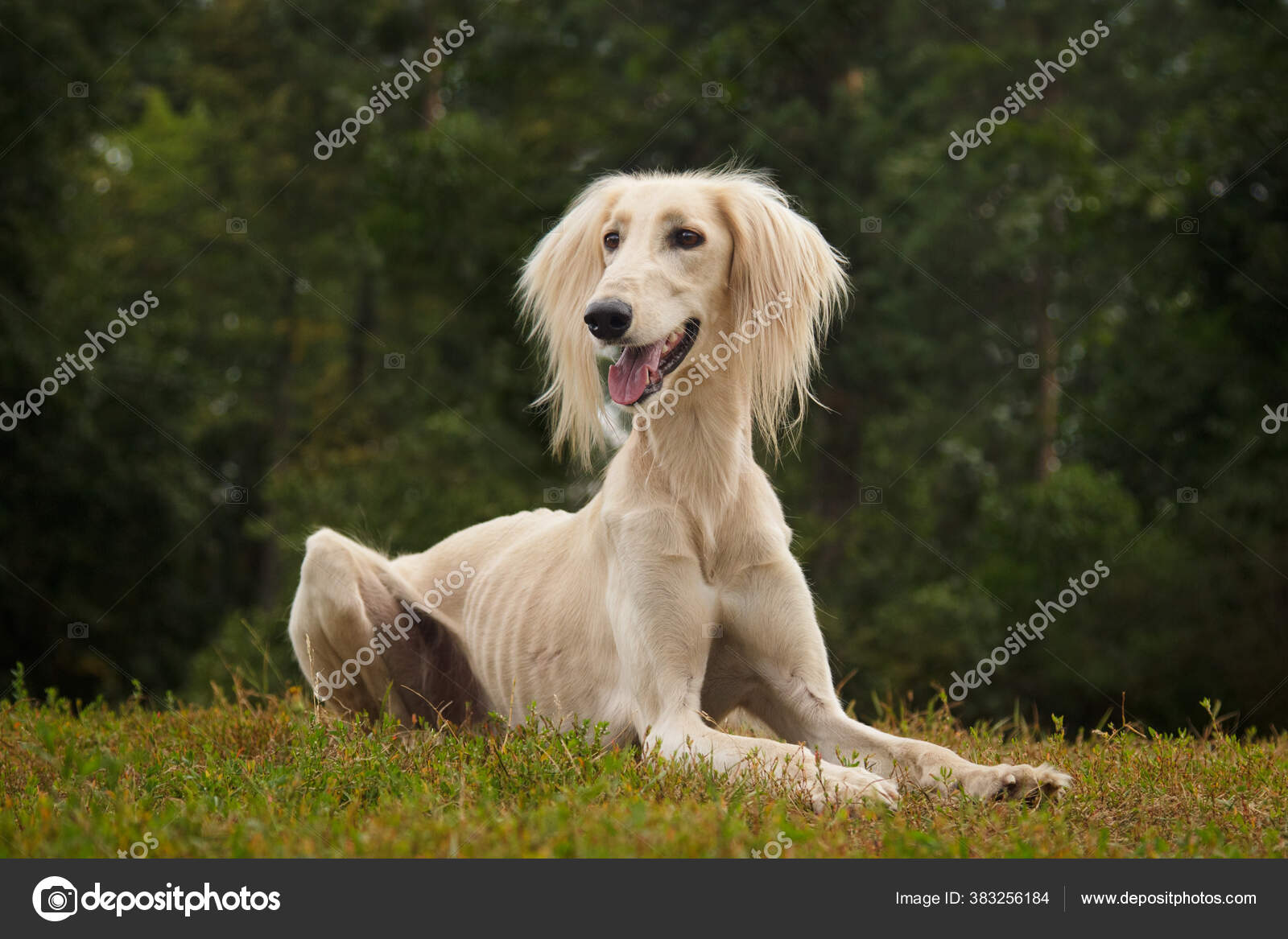 Saluki Chien Race Lévriers — Photo de stock par ©deingel 383256184