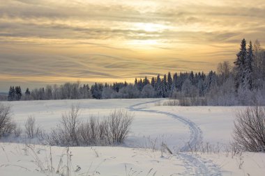 Karla kaplı ağaçlarla kaplı kış manzarası
