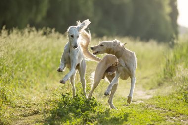 İki saluki köpeği yeşil çimlerde görüldü.