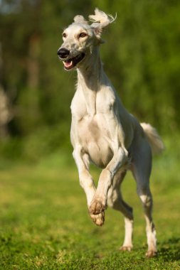 Yaz çimlerinde koşan bir saluki köpeği.