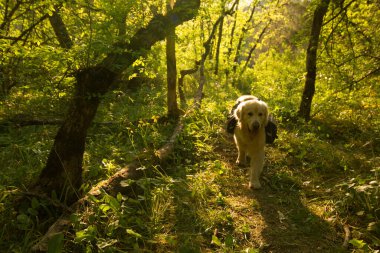 Mutlu köpek dışarıda duruyor.