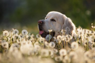 Mutlu köpek dışarıda duruyor.