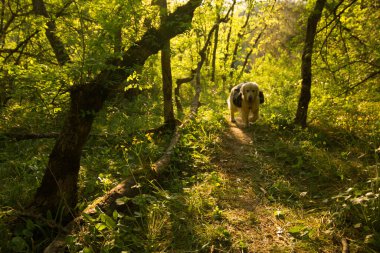 Mutlu köpek dışarıda duruyor.
