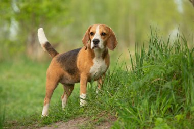 Yaz aylarında av köpeği gezintisi.