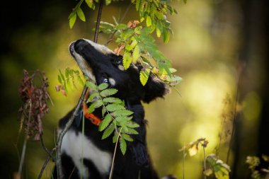 Saluki siyah ve ten rengi İran manzaralı köpek yavrusu yazın dışarıda.