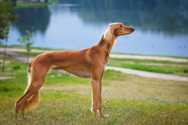 Saluki sighthound purebred dog clipart
