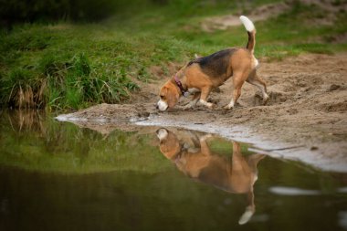 Av köpeği suyu koklar.