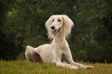Saluki görünümlü safkan köpek.