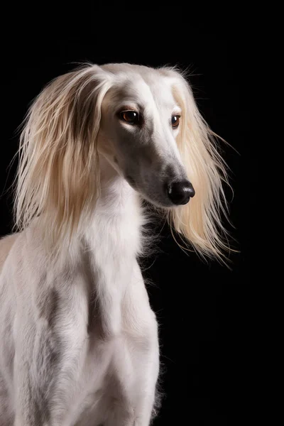 黒い背景のサルキ犬ペルシャのため息孤立した長い髪 — ストック写真