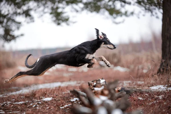 Cão Correndo Campo — Fotografia de Stock