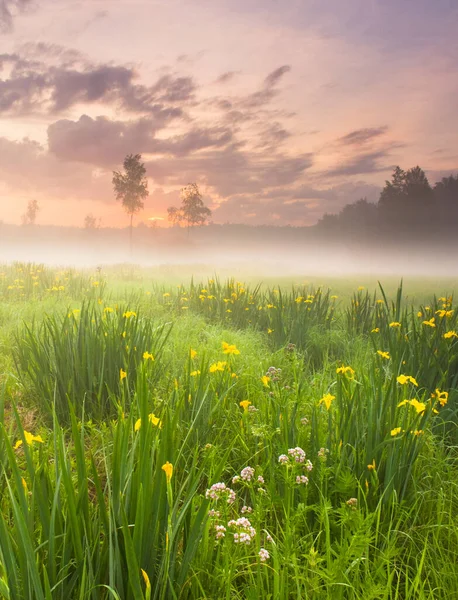 Beautiful Field Scenic View — Stock Photo, Image