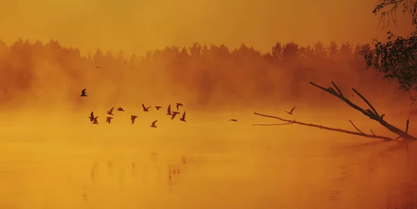 Kaczki Latające Nad Jeziorem — Zdjęcie stockowe
