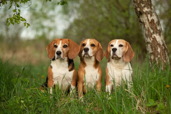 Beagle Σκυλιά Ομάδα Των Τριών Υπαίθρια Καλοκαίρι Τοπίο — Φωτογραφία Αρχείου