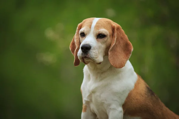 Beagle Perro Outddor Verano — Foto de Stock