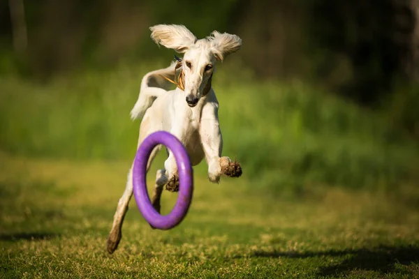 Saluki Pes Sighthound Běží Letní Trávě — Stock fotografie