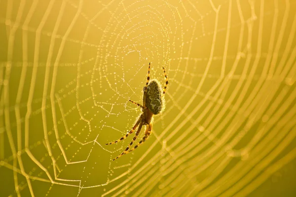 spider in web close up