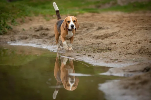 Cão Beagle Caminhando Lago Água — Fotografia de Stock