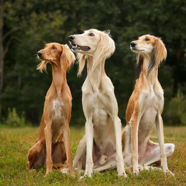 三只Saluki的嗅探犬纯正地坐在一起 — 图库照片
