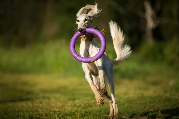 夏の草の上を走るサルキ犬の視力 — ストック写真