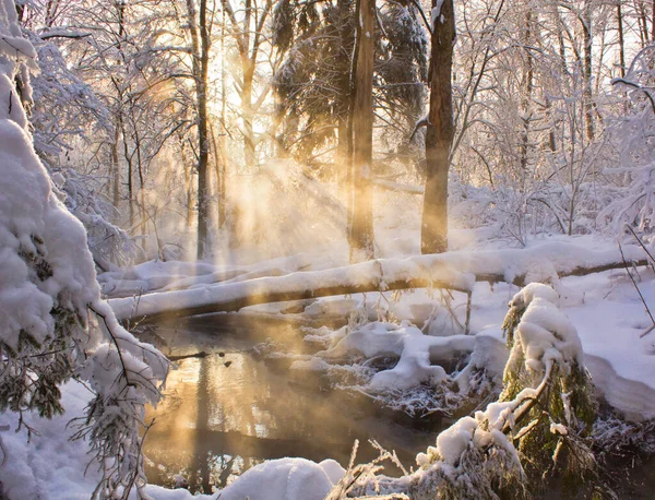 Winter Landscape Snow Covered Trees — Stock Photo, Image