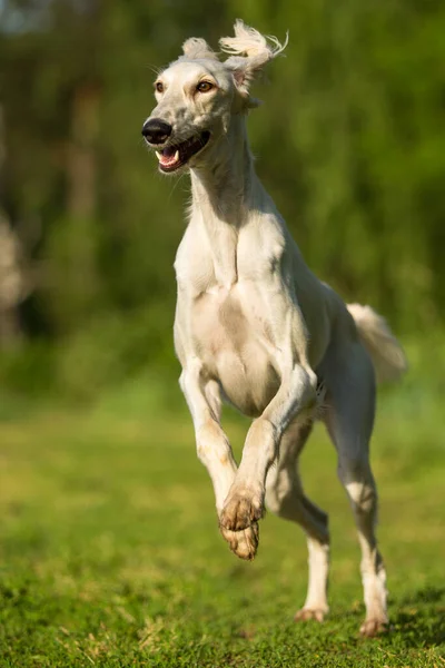 Saluki Σκυλί Sighthound Τρέχει Στο Θερινό Γρασίδι — Φωτογραφία Αρχείου