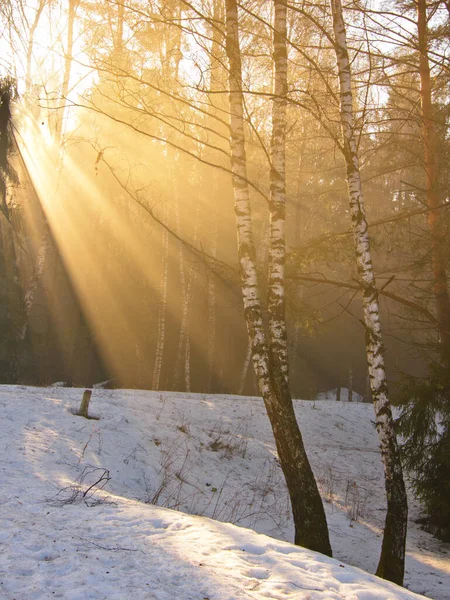 Winter Landscape Snow Covered Trees — Stock Photo, Image