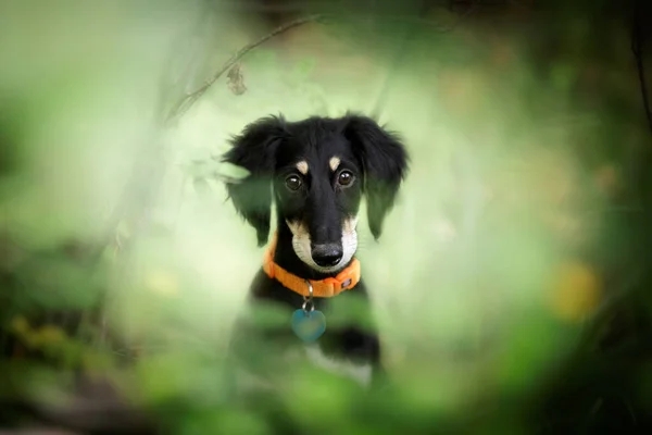 Saluki Nero Tan Persiano Soghthound Cucciolo All Aperto Estate — Foto Stock