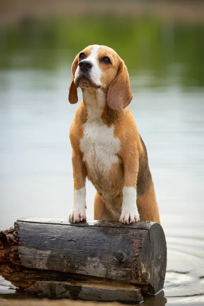 Cão Beagle Outddor Verão — Fotografia de Stock