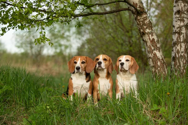 Beagle Chiens Groupe Trois Plein Air Dans Paysage Été — Photo