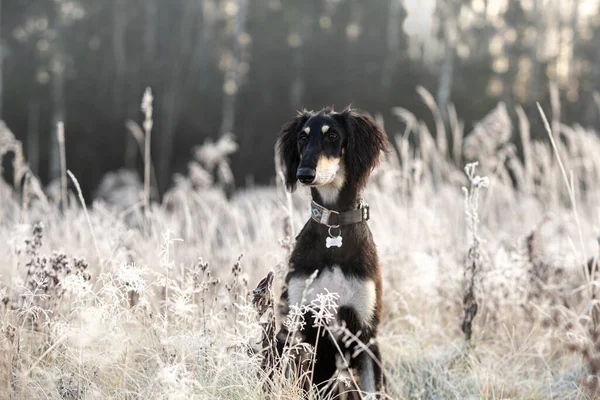 Gros Plan Portrait Chien — Photo