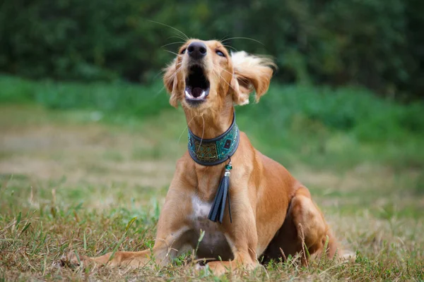 Saluki Sighthound Purebred Dog — Stock Photo, Image