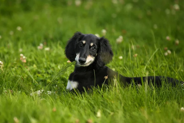 Doce Filhote Cachorro Sorridente Saluki Preto Bronzeado Persa Sighthound Livre — Fotografia de Stock