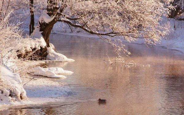 Swimming Duck Lake — Stock Photo, Image