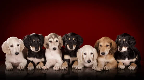 Adorable Puppies Studio — Stock Photo, Image