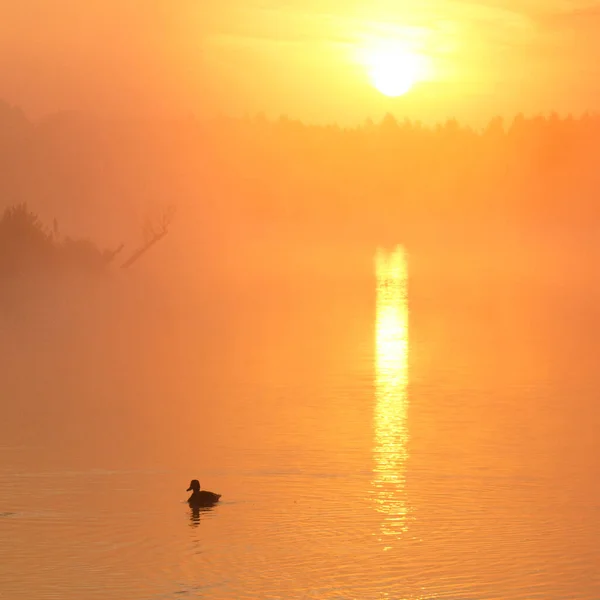 Canard Nageur Dans Lac — Photo