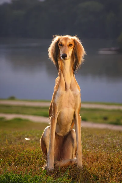 Saluki Sighthound Čistokrevný Pes — Stock fotografie