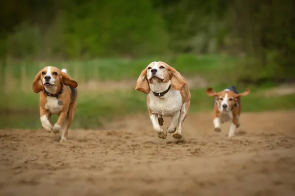 Beagle Chiens Groupe Trois Courir Plein Air Dans Paysage Été — Photo